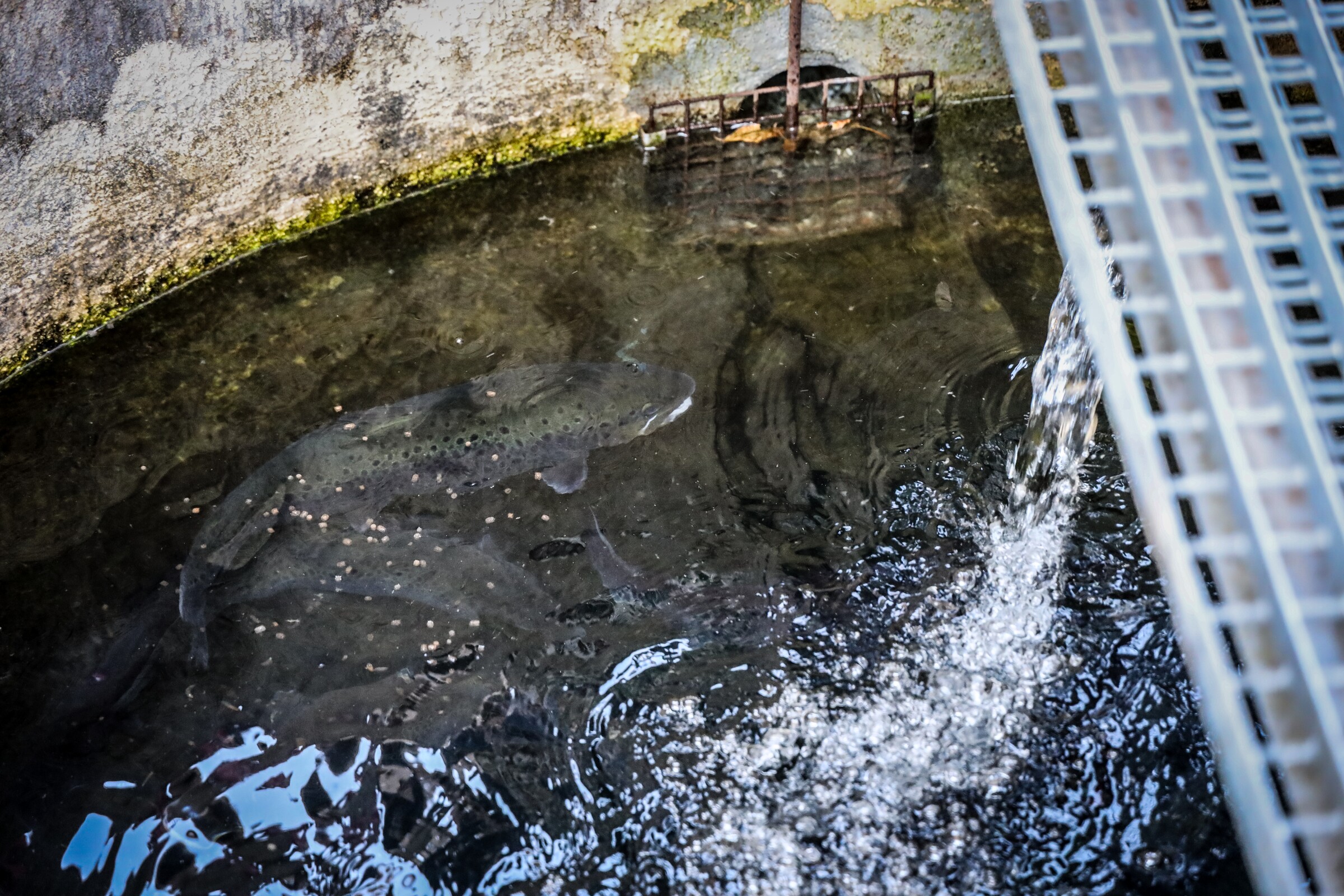 "Ciclo da Truta de Góis" abre portas pela primeira vez este ano