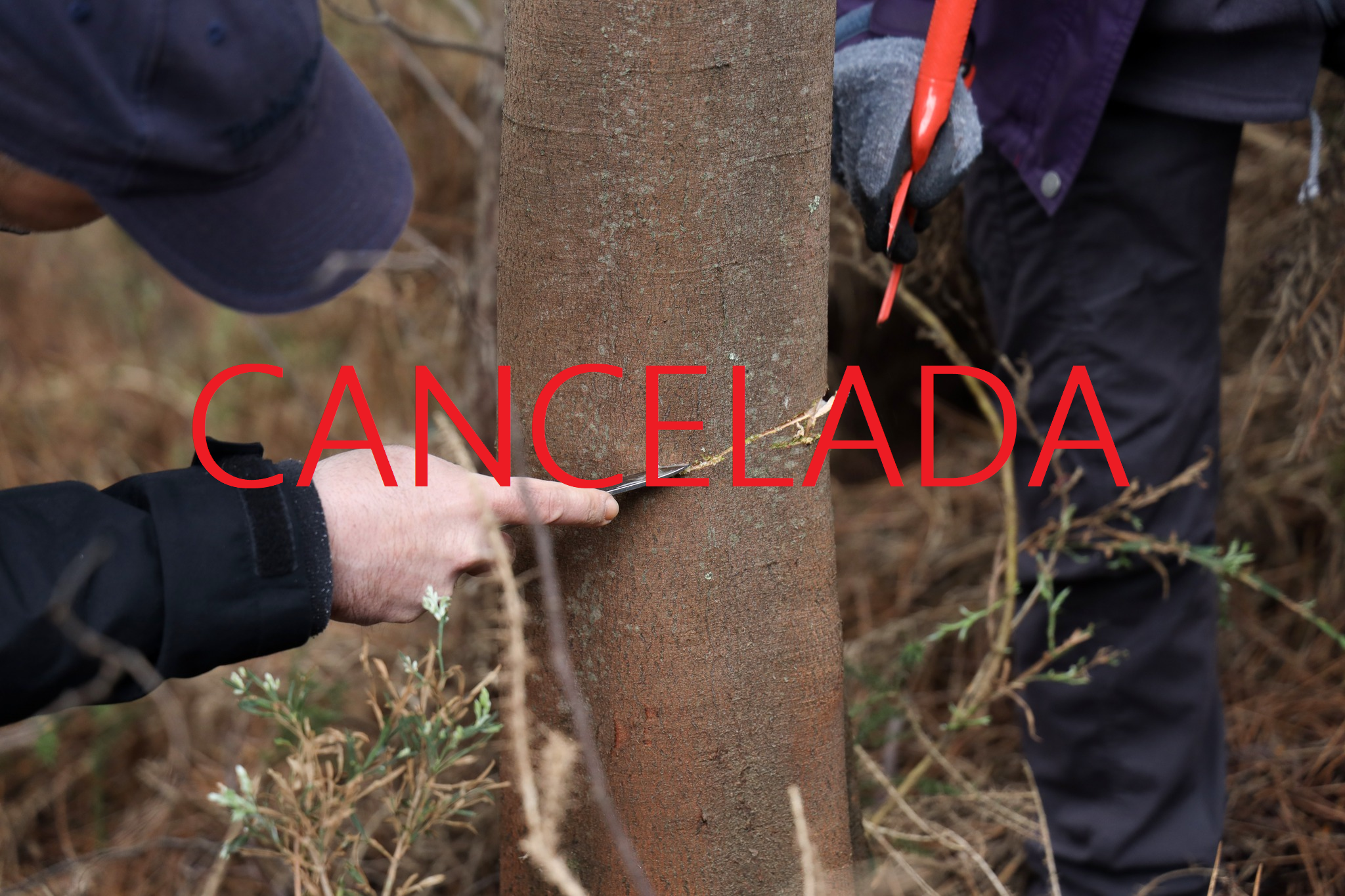 Cancelada Ação "Conhecer as Invasoras: Defender a Floresta"