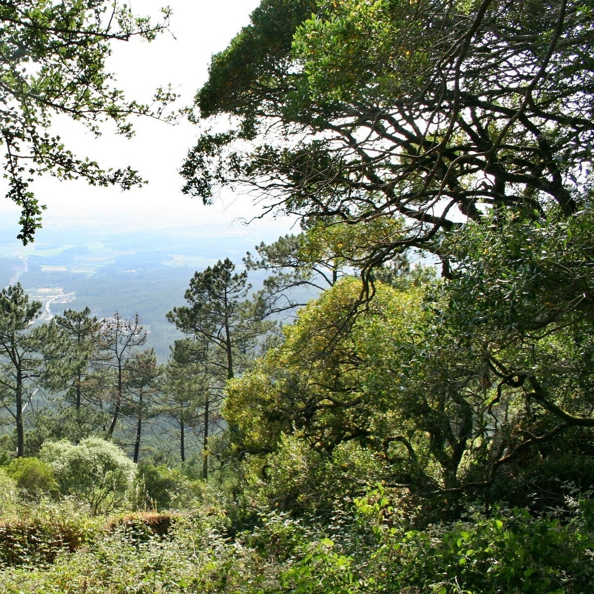 "Floresta Ativa" - Programa para Gestão da Floresta e Prevenção de Incêndios