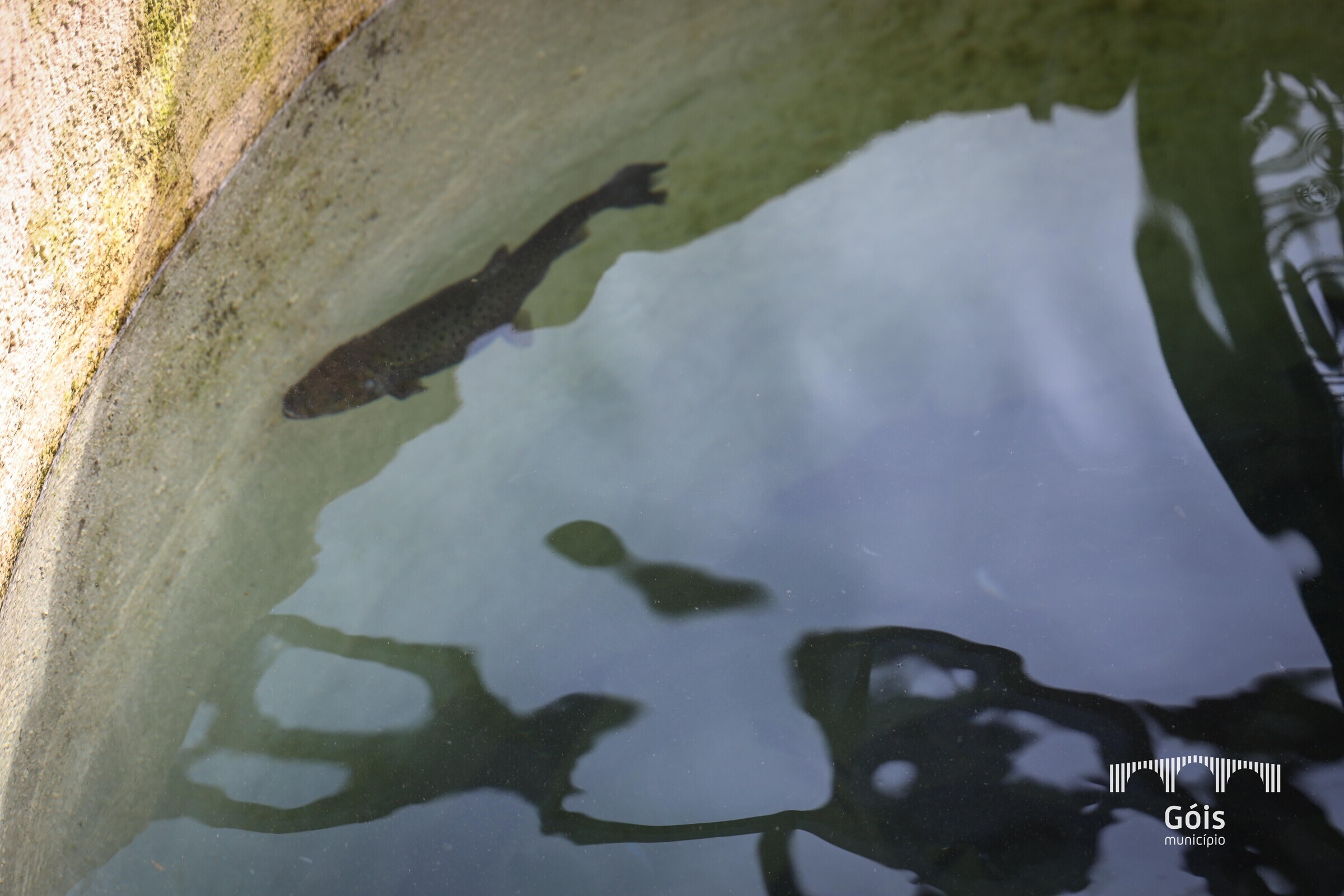 Ciclo da Truta de Góis encerrado em Agosto