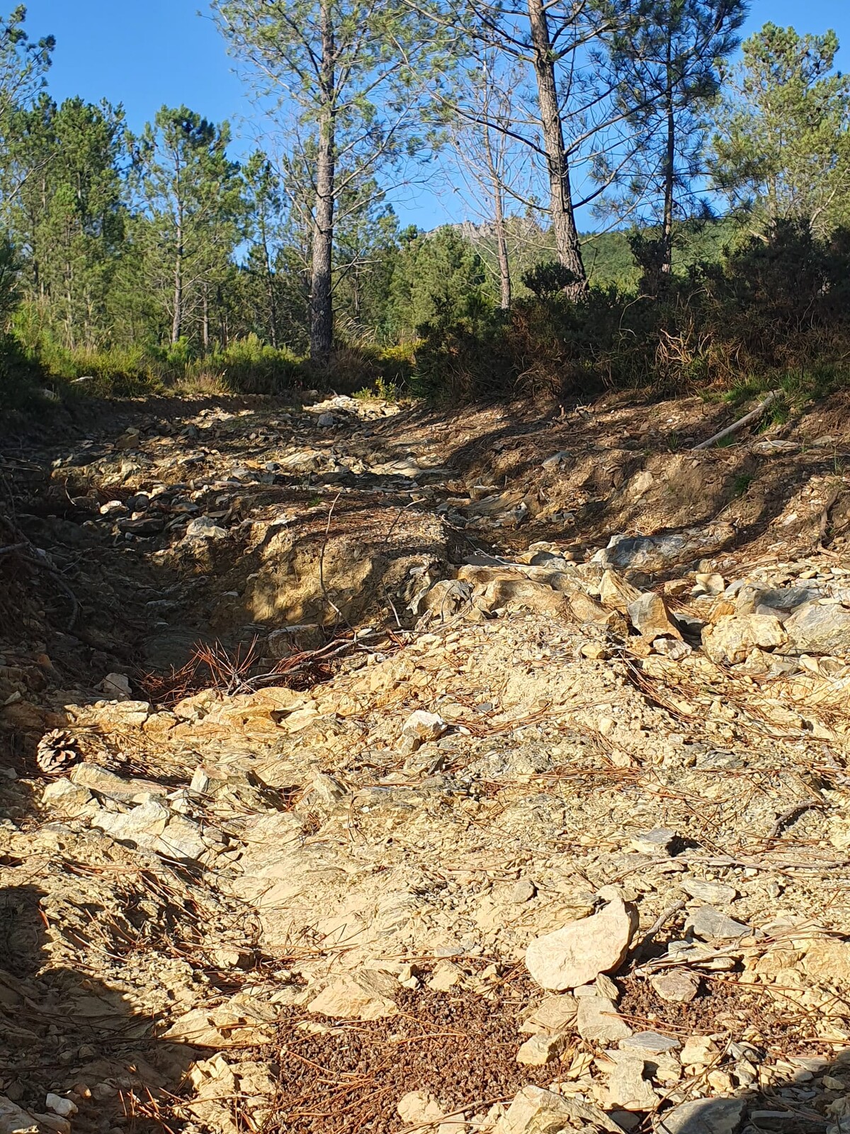 IMG-20230705-WA0002 (1)