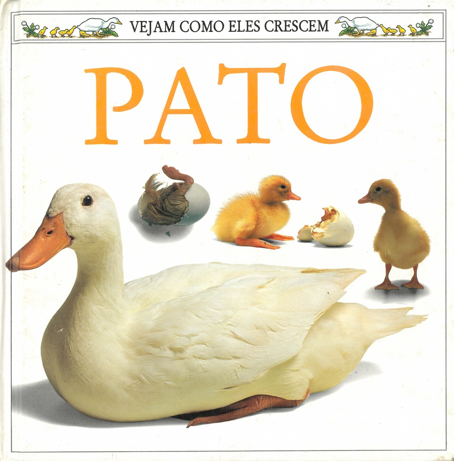 Pato